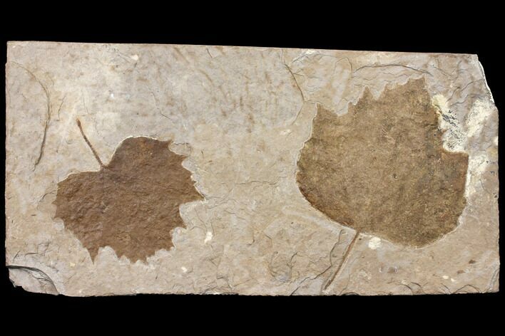 Two Fossil Sycamore Leaves (Platanus) - Nebraska